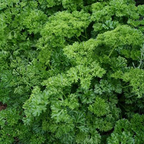 Parsley (Paramount) Herb