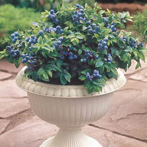 Top Hat Blueberry - 4 Potted