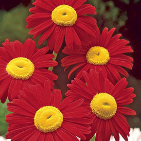 Red Painted Daisy