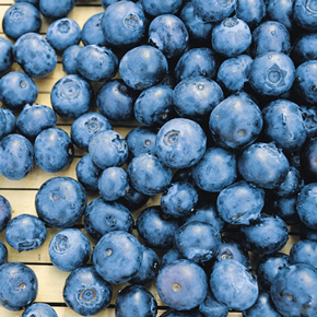 Bluecrop Choice Blueberry