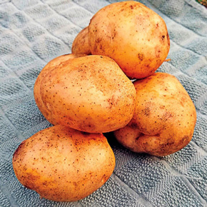 Irish Cobbler Potato