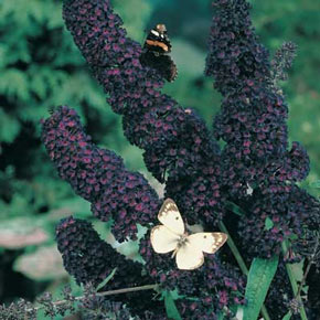 Black Butterfly Bush