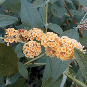 Honeycomb Butterfly Bush