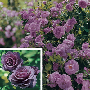 Purple Perfection Hedge Rose