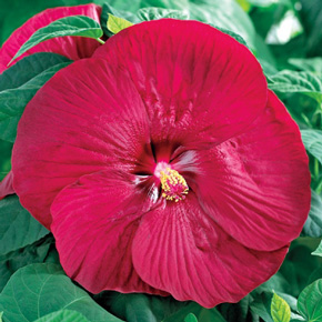 Red Hardy Patio Hibiscus