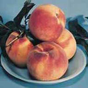 Super Hardy Reliance Peach Standard