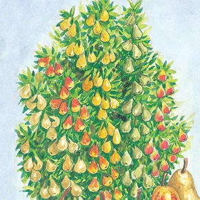 5-on-1 Dwarf Pear Tree