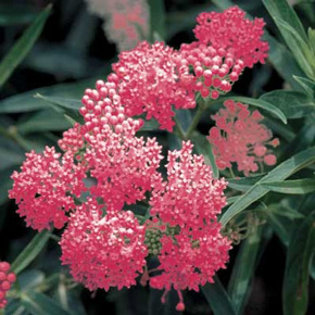 Pink Butterfly Plant