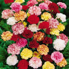 Rainbow Carnations