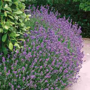 Hardy English Lavender