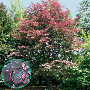 Tri-Color Beech Tree