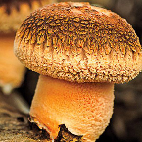 Shiitake Mushroom Log