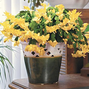 Yellow Holiday Cactus