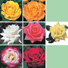 Color Special Rose Collection