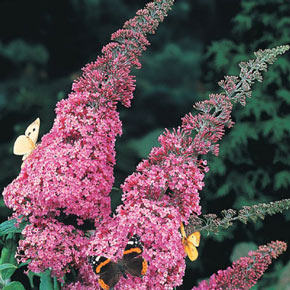 Pink Delight Butterfly Bush