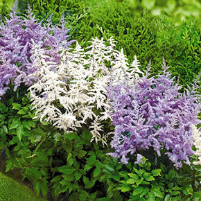 Blueberry Frosting Astilbe Mix