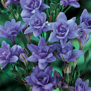 Double Royal Blue Triplet Lilies