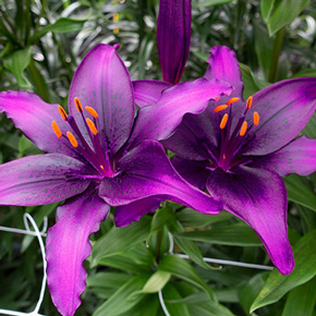 Purple Rain Asiatic Lily