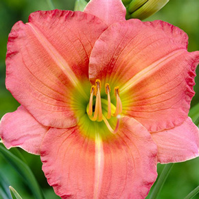 Reblooming Big Daylilies Collection