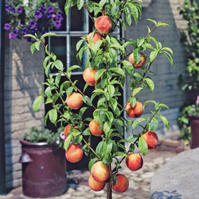 Garden Sun Miniature Peach