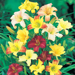 Ground Cover Daylilies