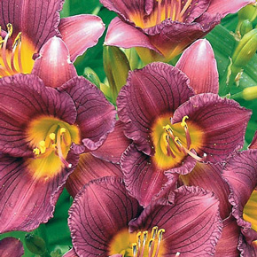 Purple D'Oro Everblooming Daylily