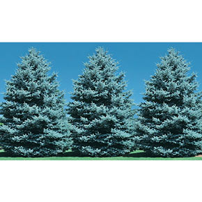 Jumbo-Sized Colorado Blue Spruce