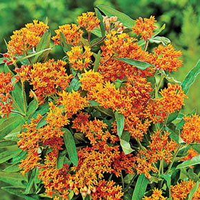 Orange Glory Butterfly Plant