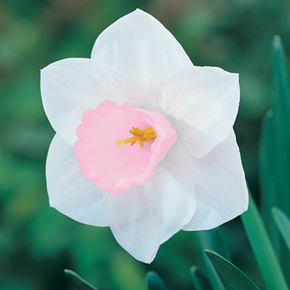 Pink Giant Daffodil