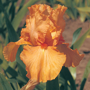 Orange Harvest Iris