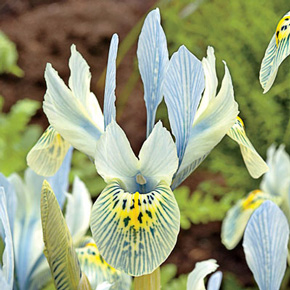 Powder Blue Dutch Iris