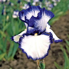 Presby's Crown Jewel Iris