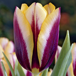Gavota Tulip