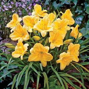 Colorful Reblooming Daylily Collection