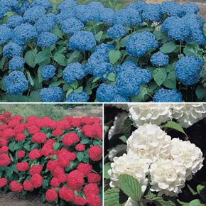 Red, White & Blue Hydrangea Collection