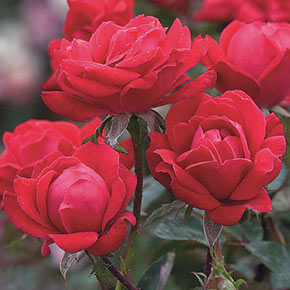 Double Knockout Rose