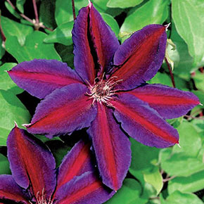 Wildfire Clematis