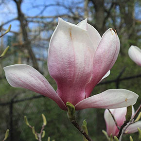 Magnolia Saucer