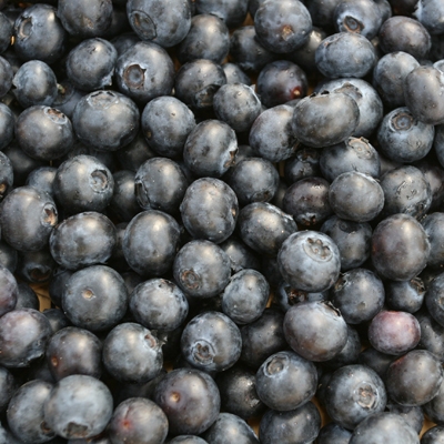 Jersey Premium Blueberry
