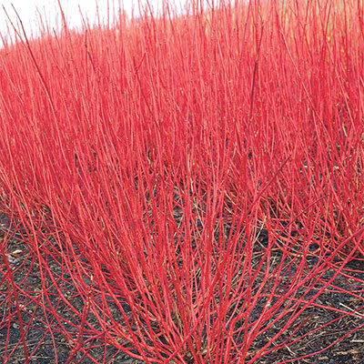 Red-Branched Dogwood