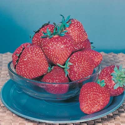 Honeoye Junebearing Strawberry