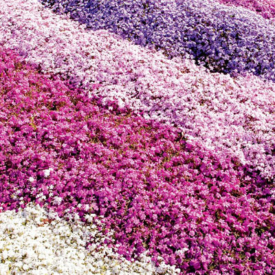 Pink Carpet Phlox