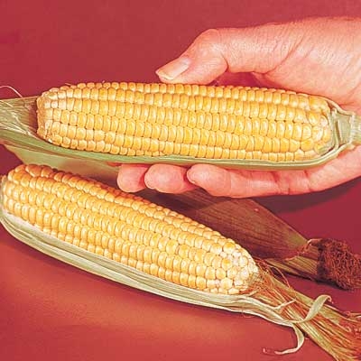 Early Sunglow Corn