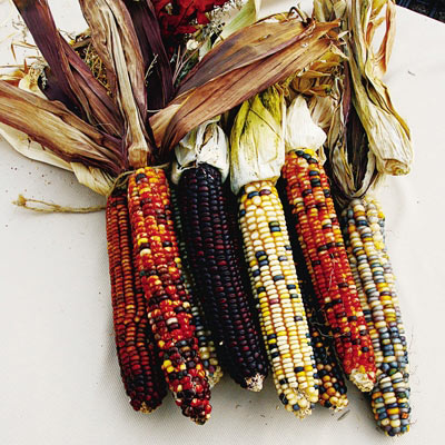 Ornamental Indian Rainbow Corn