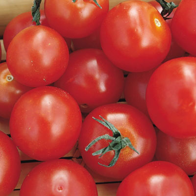 Early Salad Hybrid Tomato