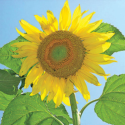 Giant Grey Striped Sunflower