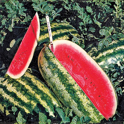 Truck Buster Watermelon