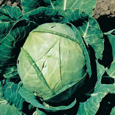 Danish Ballhead Cabbage