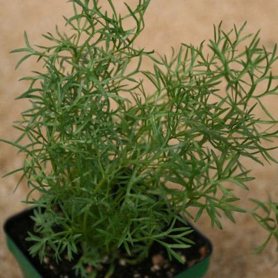 Coriander (Cilantro) Herb