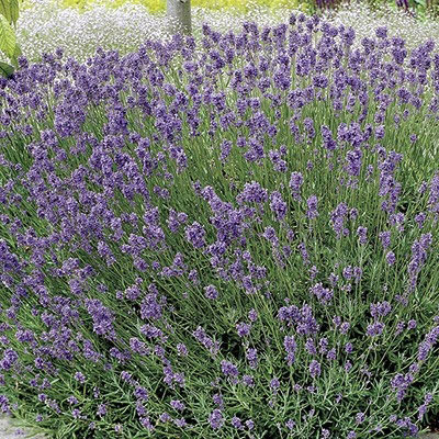 Lavender (vera) Herb